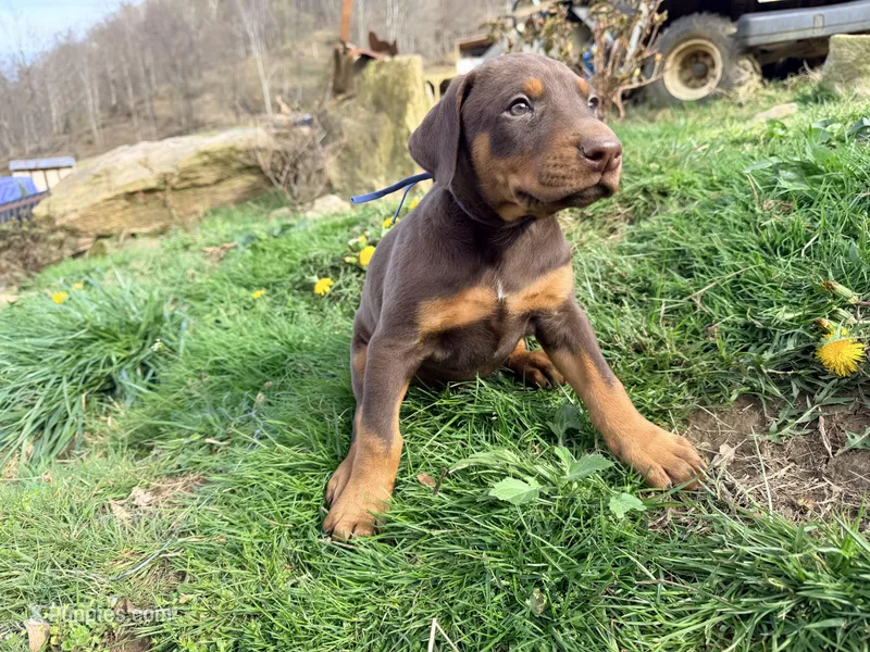 Light Blue – Doberman Pinscher puppy for sale in Leicester, NC
