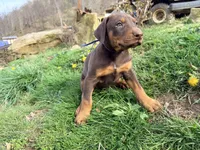 Light Blue, a male Doberman Pinscher for sale in Leicester, NC – Photo 1 of 3