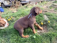 Light Blue, a male Doberman Pinscher for sale in Leicester, NC – Photo 2 of 3