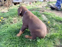 Light Blue, a male Doberman Pinscher for sale in Leicester, NC – Photo 3 of 3