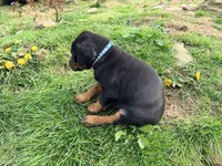 Blue, a male Doberman Pinscher for sale in Leicester, NC – Photo 3 of 3