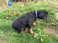 Blue, a male Doberman Pinscher for sale in Leicester, NC – Photo 2 of 3