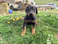 Blue, a male Doberman Pinscher for sale in Leicester, NC – Photo 1 of 3