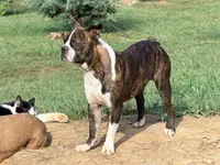 Light blue, a male Boston Terrier for sale in Leicester, NC – 6 of 6