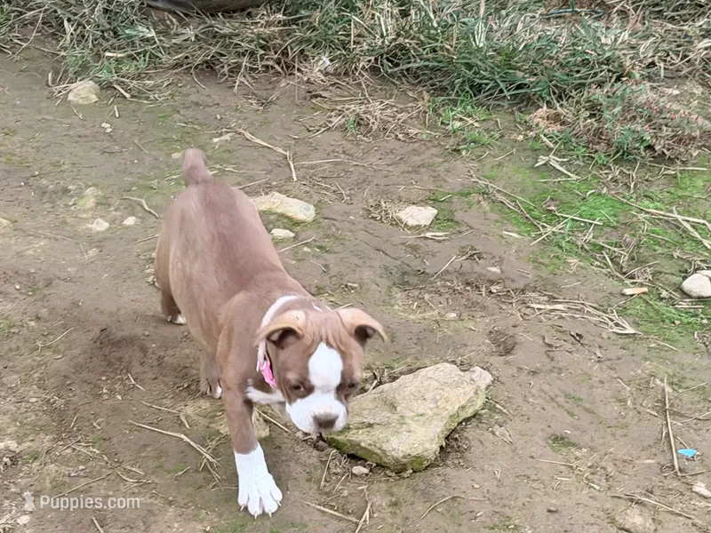 Light pink – Boston Terrier puppy for sale in Leicester, NC