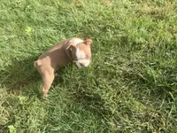 Yellow, a female Boston Terrier for sale in Leicester, NC – 2 of 10