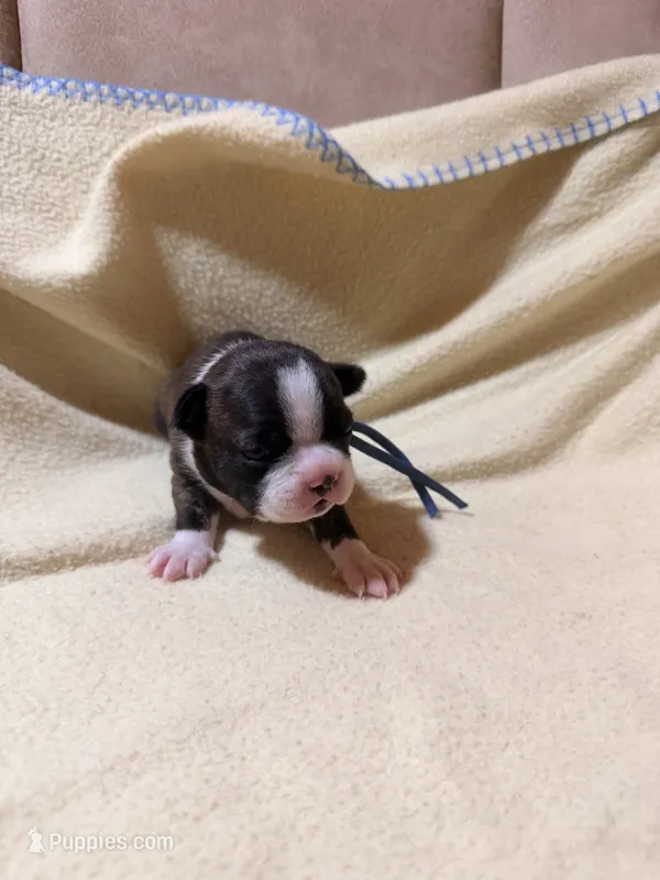 Blue – Boston Terrier puppy for sale in Leicester, NC