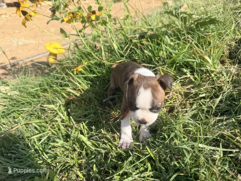 Orange – Boston Terrier puppy for sale in Leicester, NC