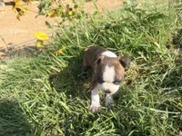 Light blue, a male Boston Terrier for sale in Leicester, NC – 1 of 6