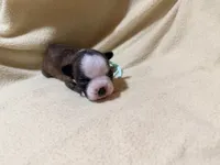 Mint, a female Boston Terrier for sale in Leicester, NC – 2 of 4