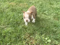 Yellow, a female Boston Terrier for sale in Leicester, NC – 4 of 10