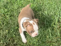 Black, a male Boston Terrier for sale in Leicester, NC – 3 of 7