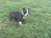 Green, a male Boston Terrier for sale in Leicester, NC – 4 of 6