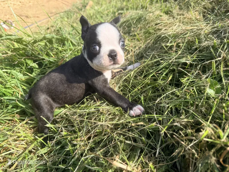 White – Boston Terrier puppy for sale in Leicester, NC