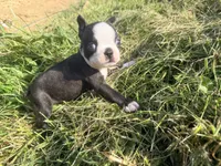 Dark green, a male Boston Terrier for sale in Leicester, NC – 1 of 6