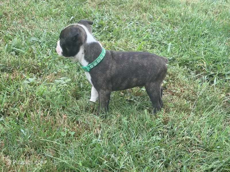 Green – Boston Terrier puppy for sale in Leicester, NC