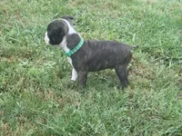 Green, a male Boston Terrier for sale in Leicester, NC – 1 of 6