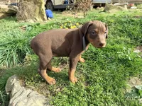 Grey, a female Doberman Pinscher for sale in Leicester, NC – Photo 3 of 3