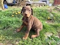 Grey, a female Doberman Pinscher for sale in Leicester, NC – Photo 1 of 3