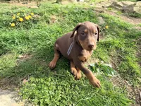 Grey, a female Doberman Pinscher for sale in Leicester, NC – Photo 2 of 3