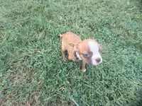 Brown, a female Boston Terrier for sale in Leicester, NC – 4 of 7