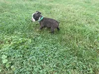 Green, a male Boston Terrier for sale in Leicester, NC – 2 of 6