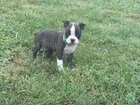 Green, a male Boston Terrier for sale in Leicester, NC – 3 of 6
