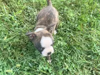 Light green, a female Boston Terrier for sale in Leicester, NC – 4 of 9