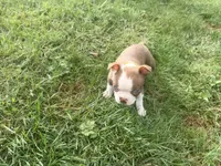 Yellow, a female Boston Terrier for sale in Leicester, NC – 1 of 10