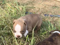 Light pink, a female Boston Terrier for sale in Leicester, NC – 2 of 7