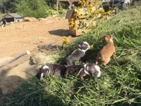 Light blue, a male Boston Terrier for sale in Leicester, NC – 5 of 6