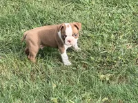 Black, a male Boston Terrier for sale in Leicester, NC – 2 of 7