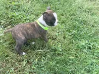 Light green, a female Boston Terrier for sale in Leicester, NC – 2 of 9