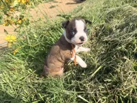 Light blue, a male Boston Terrier for sale in Leicester, NC – 2 of 6