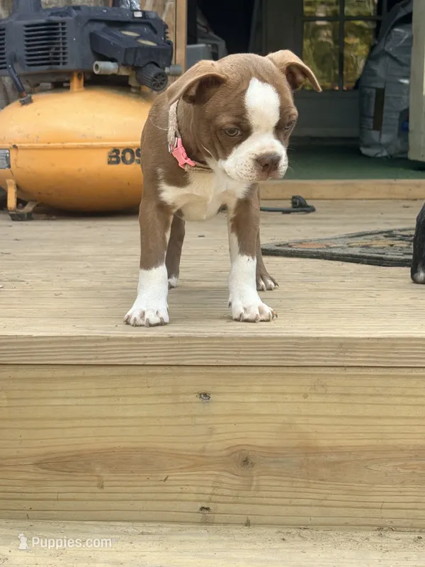 Light pink – Boston Terrier puppy for sale in Leicester, NC