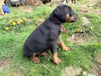 Pink, a female Doberman Pinscher for sale in Leicester, NC – Photo 2 of 3