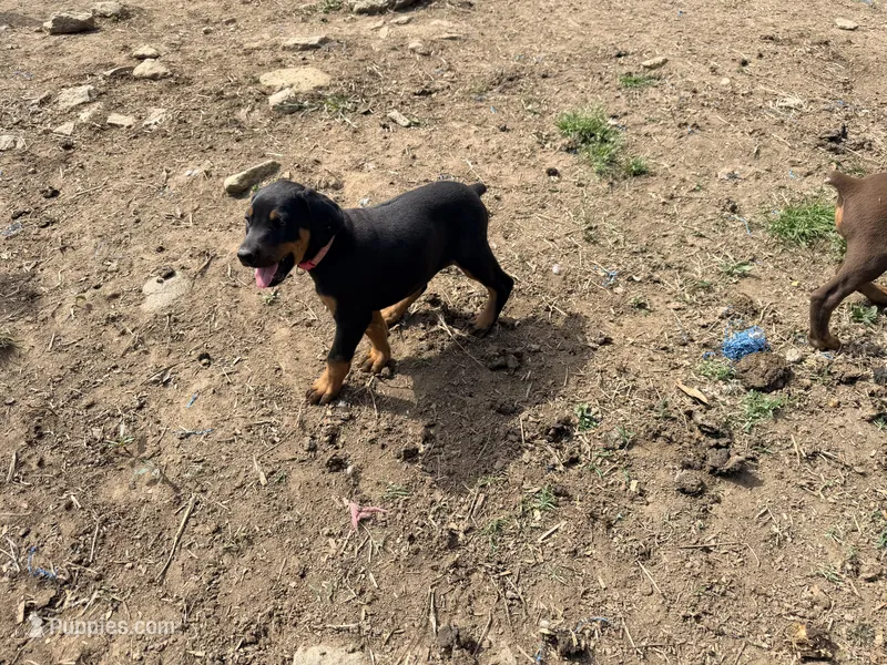 Pink – Doberman Pinscher puppy for sale in Leicester, NC