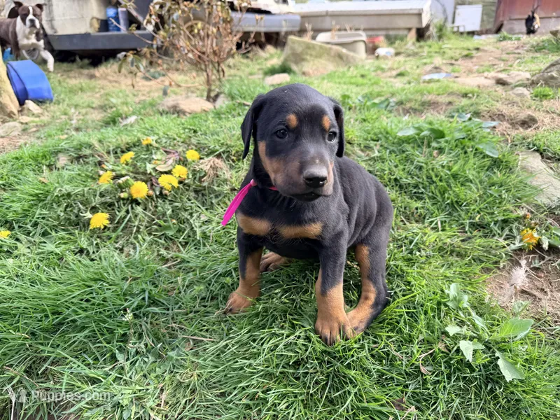 Pink – Doberman Pinscher puppy for sale in Leicester, NC