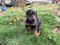 Pink, a female Doberman Pinscher for sale in Leicester, NC – Photo 1 of 3