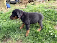 Pink, a female Doberman Pinscher for sale in Leicester, NC – Photo 3 of 3