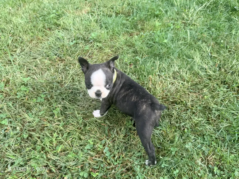 Dark green – Boston Terrier puppy for sale in Leicester, NC