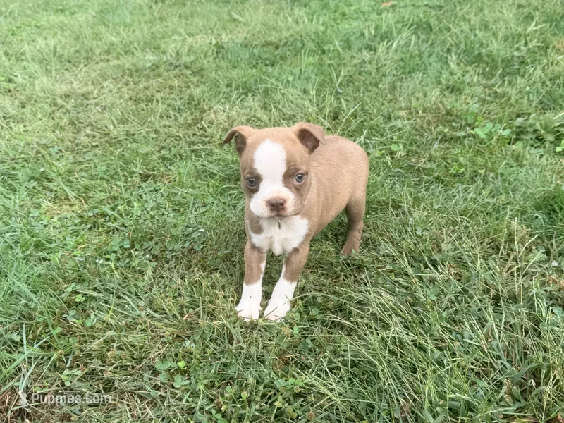 Light pink – Boston Terrier puppy for sale in Leicester, NC