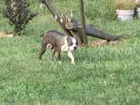 Light blue, a male Boston Terrier for sale in Leicester, NC – 4 of 6