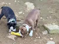 Dark green, a male Boston Terrier for sale in Leicester, NC – 5 of 6