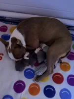 Black, a male Boston Terrier for sale in Leicester, NC – 7 of 7
