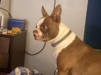 Yellow, a female Boston Terrier for sale in Leicester, NC – 9 of 10