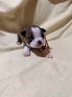 Orange, a male Boston Terrier for sale in Leicester, NC – 2 of 4