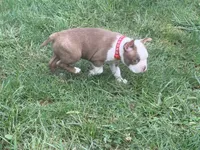 Red, a female Boston Terrier for sale in Leicester, NC – 5 of 8