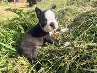 Dark green, a male Boston Terrier for sale in Leicester, NC – 3 of 6