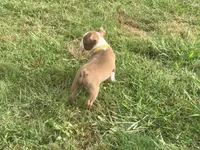 Yellow, a female Boston Terrier for sale in Leicester, NC – 5 of 10